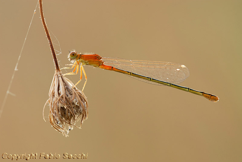 Ischnura pumilio femmina immatura f. aurantiaca